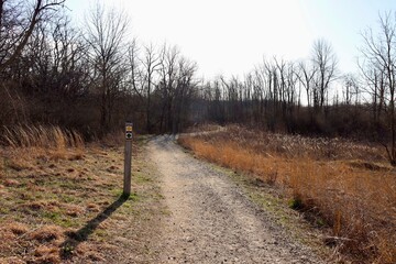 The empty trail in the woods on a sunny winter day.