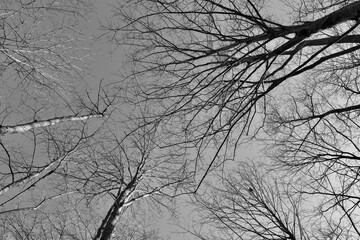 A black and white photo of the bare tree branches.