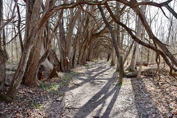 The hiking trail under the tree branches in the woods.