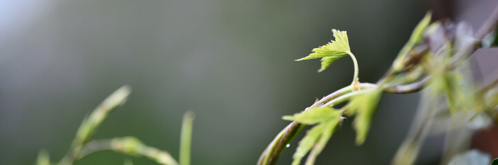 Abstrakte Hintergründe im grau grünen Logo Garten. Hopfen Blätter vor floralem Hintergrund vom Floristen