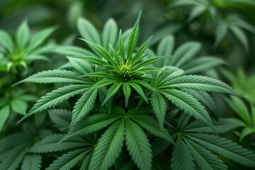 Close up of lush green marijuana cannabis plants, hemp cultivation
