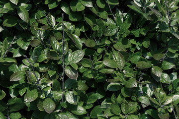 Green leaves pattern background. Natural backdrop.