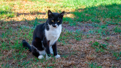 A black and white Greek Cat sits on the lawn waiting for a treat. 