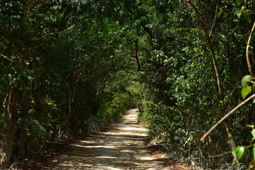 Obraz premium camino entre la naturaleza, entre árboles y luz solar