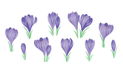 Vector set of spring crocus flowers isolated on a white background