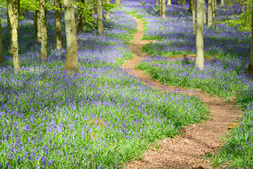 Footpath through Bluebell Woods