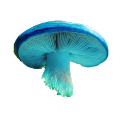 close-up of a mushroom isolated  on transparent background