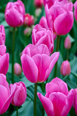 Obraz premium pink tulip involve together in the field