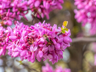 A honey bee pollinating gorgeous judas tree dark pink flowers. Spring has come again.