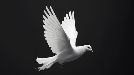 Flying white dove on black background