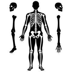 Human body parts "Bones" white background  silhouette vector style with white and black solid color