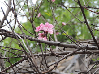tree blossom