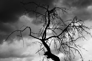 Black contour of a dry tree against the background of the cloudy sky. In total in gray tones.