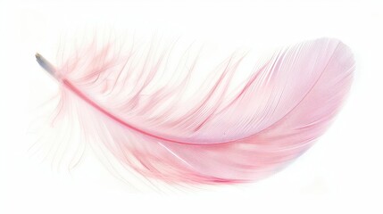 delicate pink feather isolated on white background highquality cutout