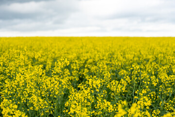Yellow rapeseed field on a cloudy day. Rapeseed field in bloom.