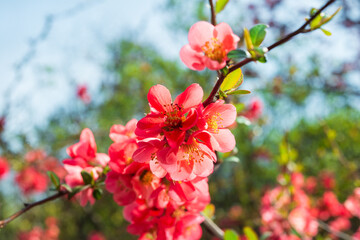 Flowering chenomeles californica in the botanical garden, red flowers, Japanese quince