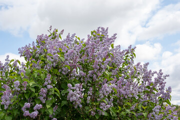 Blooming lilac bush. Blooming lilac against a background of blue sky and white clouds.