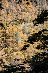 Autumn landscape in a mountain forest.