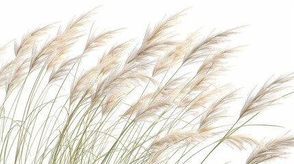 Fototapeta premium intricate 3d illustration of delicate nassella tenuissima grass isolated on white closeup view