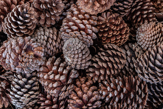 Diversas pinhas. Pinha seca.