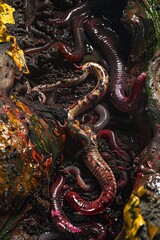 Obraz premium A close up photograph of a bunch of worms in the dirt with a snake eating one of the worms