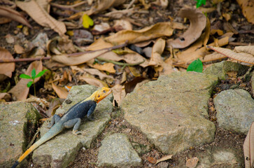 Lizard in the jungle relaxing on a rock