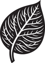 Obraz premium black and white feather