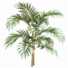 A realistic 3D rendering of a palm tree on a white background