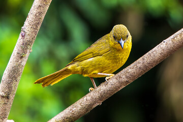 Catirumbava / Olive-green Tanager / Aves da Mata Atlântica