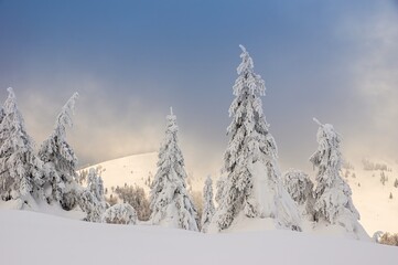 Frosty trees in a winter landscape view at dusk. Super froze winter snow landscape on wintersport....