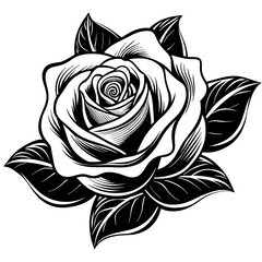 black rose isolated on white