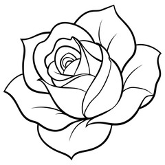 white rose isolated on white