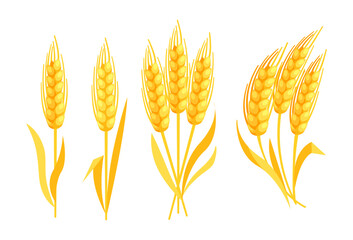 Bunch of wheat ears. Grains of cereals. Cereals harvest, agriculture