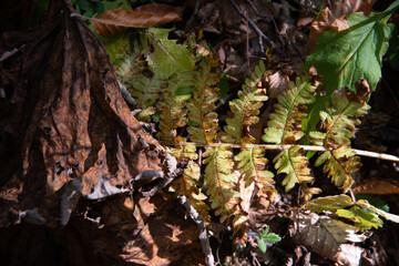 Autumn landscape in a mountain forest.
