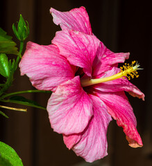 Pink Chinese rose flower on a dark background. hibiscus, Florida.