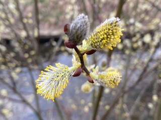 Willow in spring