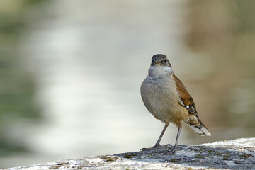 White-winged Cinclodes (Cinclodes atacamensis), beautiful bird perched at the edge of a stream....