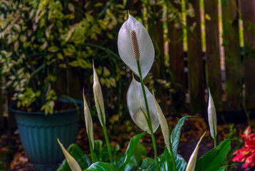 White spathiphyllum flowers against the background of a wooden fence and a large pedilanthus.