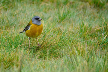 Peruvian Sierra-Finch (Phrygilus punensis), Andean seedling perched in a closed portrait view. Junin - Peru.