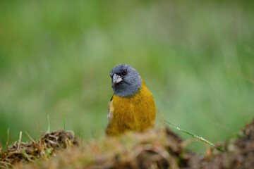 Peruvian Sierra-Finch (Phrygilus punensis), Andean seedling perched in a closed portrait view. Junin - Peru.