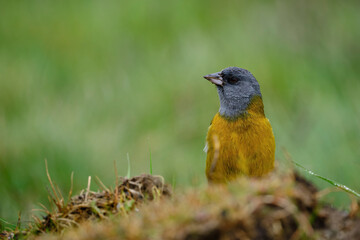 Peruvian Sierra-Finch (Phrygilus punensis), Andean seedling perched in a closed portrait view. Junin - Peru.