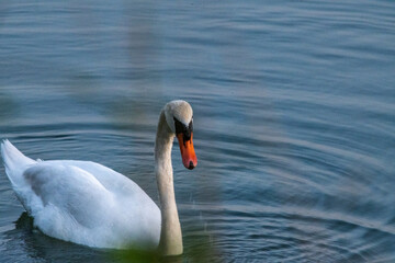 Fototapeta premium swan on the lake