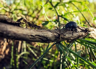 beetle on a branch, black, tree, macro