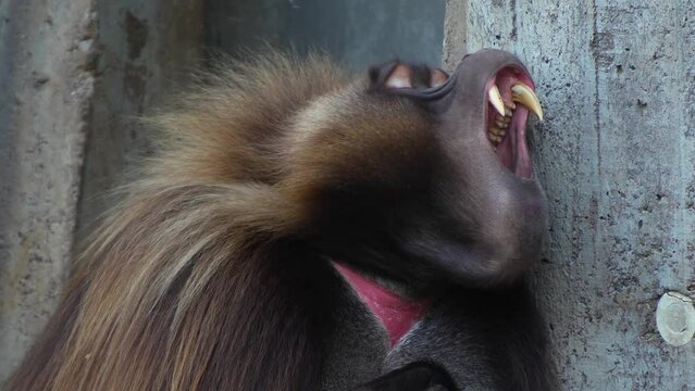 Close up of male baboon sitting and yawning.