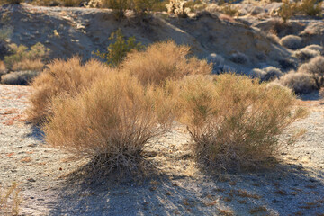 Desert, shrub and plants in bush environment outdoor in nature of California, USA. Native, ecology and growth of indigenous foliage in summer with biodiversity in dry field, soil and grass on land