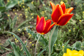beautiful different colored wild tulips in the spring steppe of Kalmykia