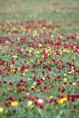 beautiful different colored wild tulips in the spring steppe of Kalmykia