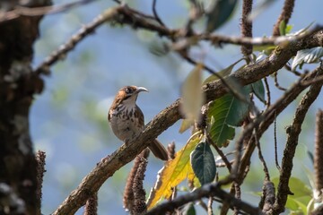 spot-breasted scimitar babbler or Erythrogenys mcclellandi observed in Khonoma in Nagaland, India