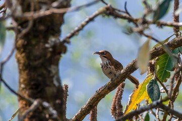 spot-breasted scimitar babbler or Erythrogenys mcclellandi observed in Khonoma in Nagaland, India