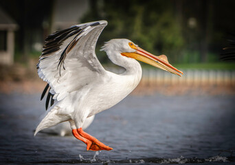 Fototapeta na wymiar Migrating Pelicans taking flight at local lake, Fishers, Indiana. Spring. 